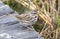 Small Song Sparrow songbird on a picnic table