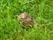 Small song thrush chick sitting in the grass