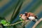 Small songbird on a branch