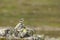 Small songbird, Northern wheatear Oenanthe oenanthe