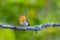 Small songbird - robin. He is sitting on a branch