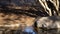 small songbirds hopping around a waterhole