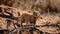 Small South African Manguste Rodent on desert ground