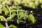 Small soybean plants growing in row in cultivated field. Soya bean sprout, growing soybeans on an industrial scale.