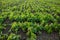 Small soybean plants on nature