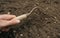 Small spade for hoeing plants in the garden