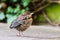Small sparrow in garden