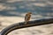 Small sparrow is sitting on curved pipe and looking back