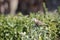 A small sparrow stands on a branch of green herbs