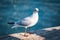 Small specimen of Black-headed gull