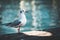 Small specimen of Black-headed gull