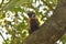 Small specimen of coati climbs trees 2