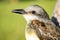 Small specimen of female ugly bug bird or benteveo. Yellow-breasted wild animal