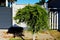 Small sphere shaped decorative evergreen tree with long slim trunk. shite stucco wall background.