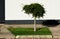 Small sphere shaped decorative evergreen tree with long slim trunk. shite stucco wall background.