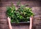 Small Spice Herb Garden Rustic Wooden Table