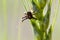 Small spider crawls on a green blade of grass. Arthropod and arachnid macro shot. Predator in the wildlife.