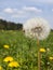 Small spider and dandelion