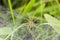 Small spider on edge of cobweb in grass