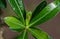 A small spider on the green Adenium leaf