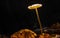 Small spider hidden under glowing mushroom in dark forest