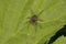 Small spider of a jumping family is sitting on a leaf