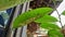 a small spider nests behind a soursop tree leaf