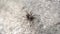 A small spider sitting on gray stone is frightened and runs away