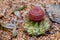 Small spikey cactus plant with pink flower bloom against pebble