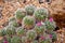 Small spikey cactus plant with tiny pink flowers