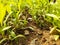 A small spinach plant on ground