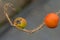 Small Spine (Solanum capsicoides) fruit