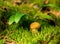 small spiny mushroom grows in moss