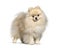 Small spitz dog standing, isolated