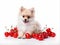 small spitz puppy with cherry on white background