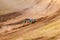 A small sports blurred buggy on a rally competition track during weekend training on a warm summer day