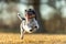 Small  sporty Jack Russell Terrier sporting dog happily carrying an apportel and running fast across a meadow