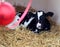 Small spotted bull-the symbol of 2021-lying on a soft Mat, close-up shot