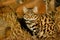 Small Spotted Cat or Black-footed Cat