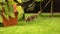 A small spotted dog walks along a well-groomed lawn, a dog walks along the grass