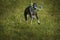 Small Spotty Greyhound Playing in Garden