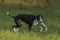 Small Spotty Greyhound Playing in Garden