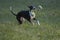 Small Spotty Greyhound Playing in Garden