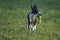 Small Spotty Greyhound Playing in Garden