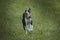 Small Spotty Greyhound Playing in Garden