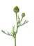 Small sprig  with  cone-shaped heads of tiny green flowers isolated on a white background. Pineappleweed Matricaria discoidea. S