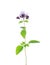 Small sprig of flowering  Oregano Origanum vulgare with green leaves isolated on a white background. Selective focus