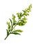 Small  sprig of goldenrod Solidago flowers and buds with green leaves isolated
