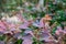 Small, spring and autumn shrub with leaves of different shades-red, Burgundy, purple and green. In an open-air Park.