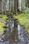 A small spring brook in a green mossy forest